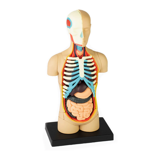 4D Human Anatomy Torso